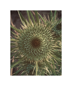 thistle