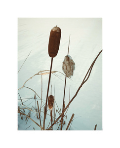 wintercattails