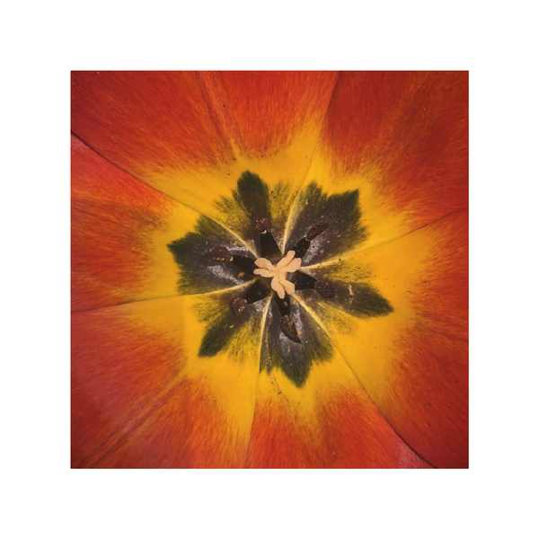 TULIP Print