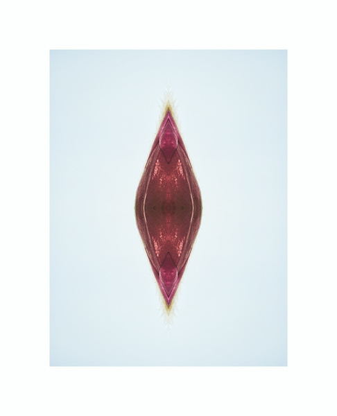 aportal Print