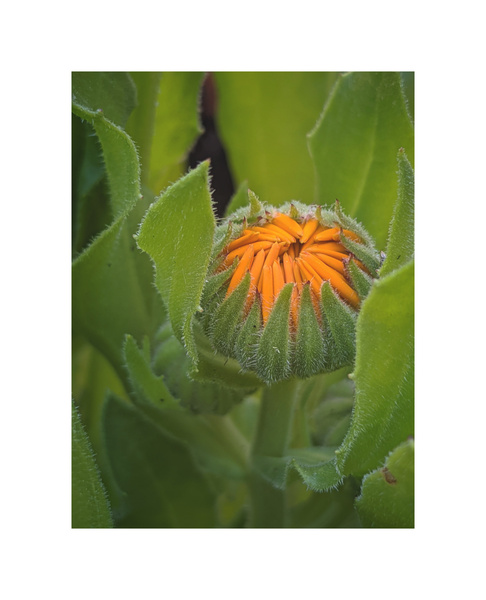 calendula Print