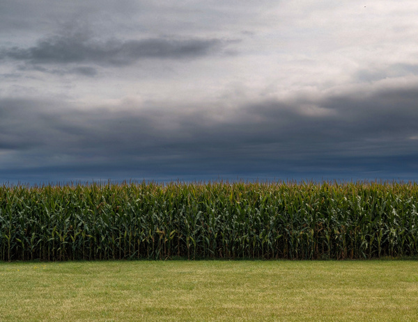 dreamsoffields Print