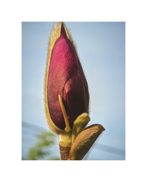 magnolia Print