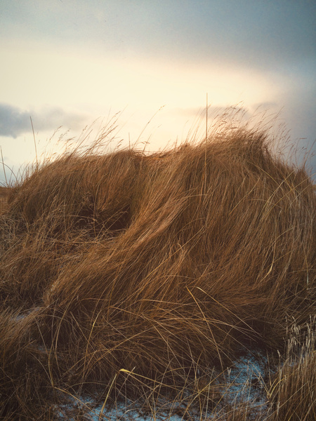 textureofwind Print