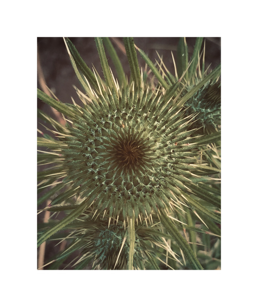 thistle Print