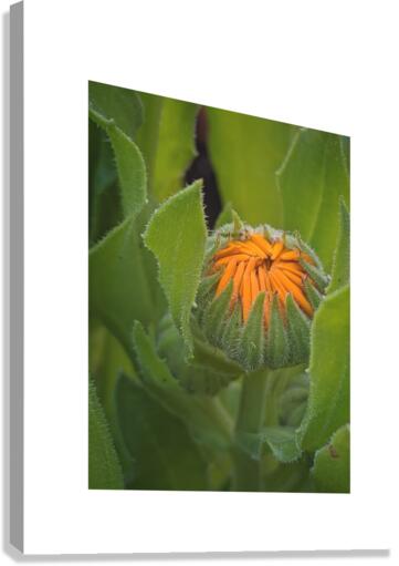 calendula Canvas Print