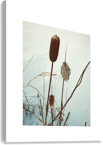 wintercattails Canvas Print