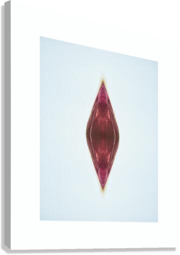 aportal Canvas Print