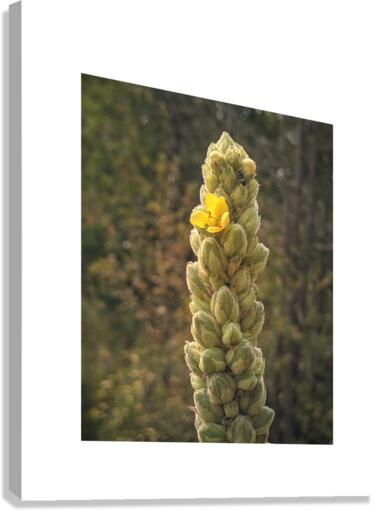 mullein Canvas Print