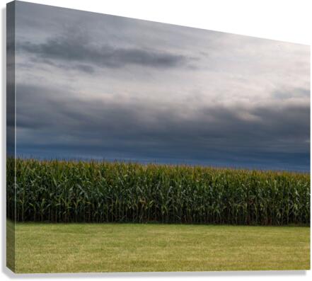 dreamsoffields Canvas Print