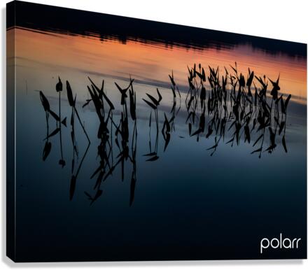 WATEROFFADUCKSBACK Canvas Print
