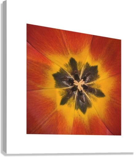 TULIP Canvas Print