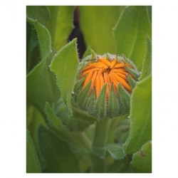 calendula