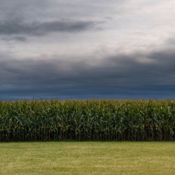 dreamsoffields