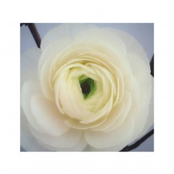irememberyou