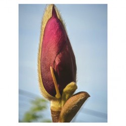 magnolia