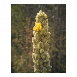 mullein