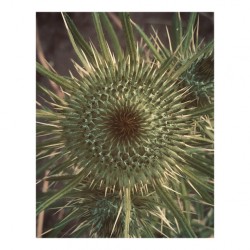 thistle