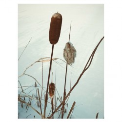 wintercattails
