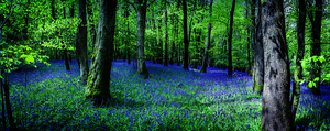Bluebell Wood Devon.
