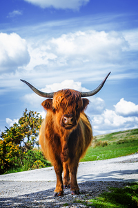 Highland Cow Dartmoor Devon