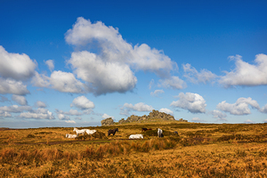 Hound Tor Dartmoor Devon