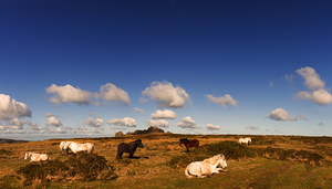 Hound Tor Dartmoor Devon