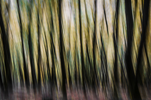Autumn Trees Abstract Devon