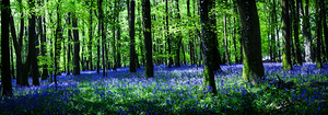 Bluebell Wood Tavistock Devon