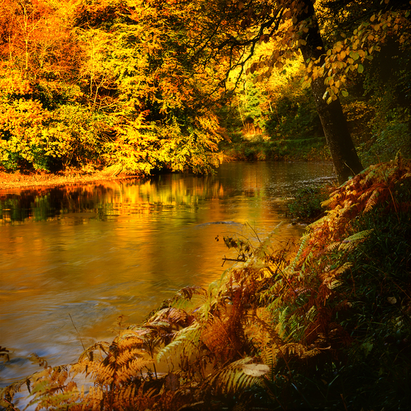 Tamar River Tavistock Devon Print