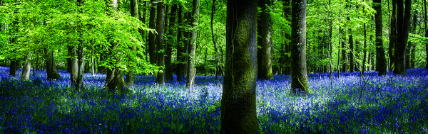 Bluebell Wood Devon Print