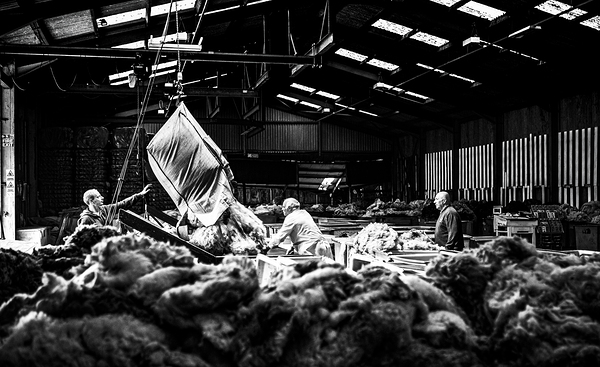 Wool grading Wool Depot Liskeard Cornwall by maggie mccall