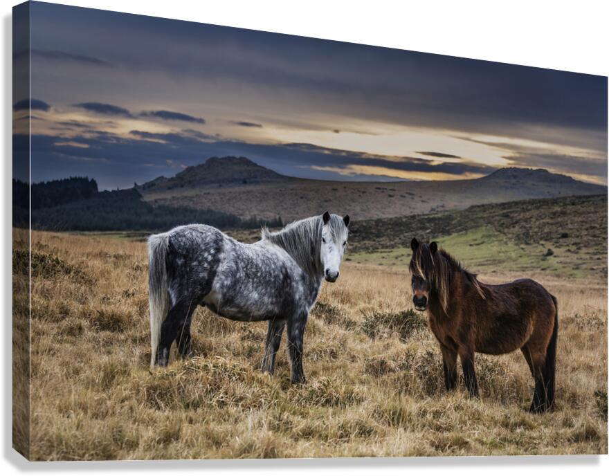 Dartmoor Ponies Devon Canvas Print