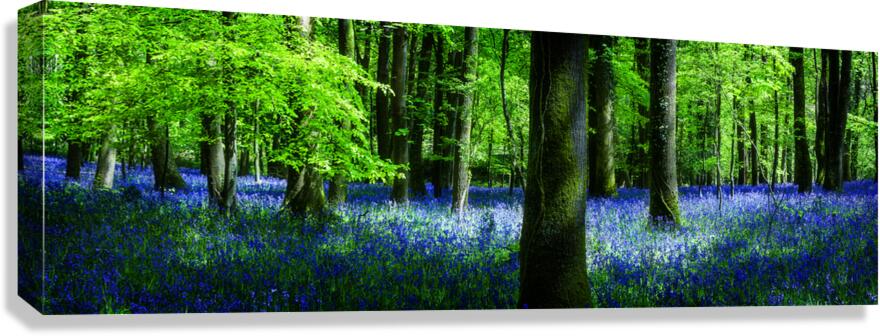 Bluebell Wood Devon Canvas Print