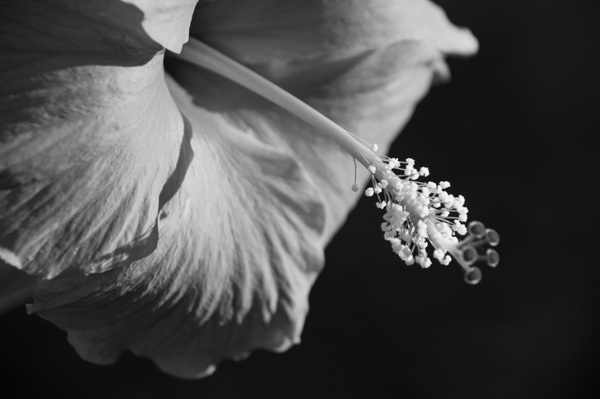 Monochrome Floral Print