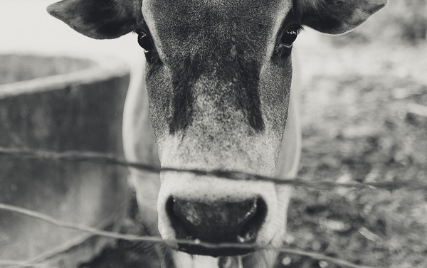 Rustic Elegance Print