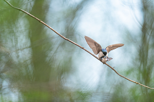 Tree Swallows