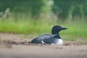 Common Loon  2
