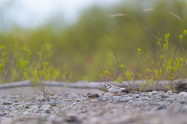 Piping Plover  Digital Download