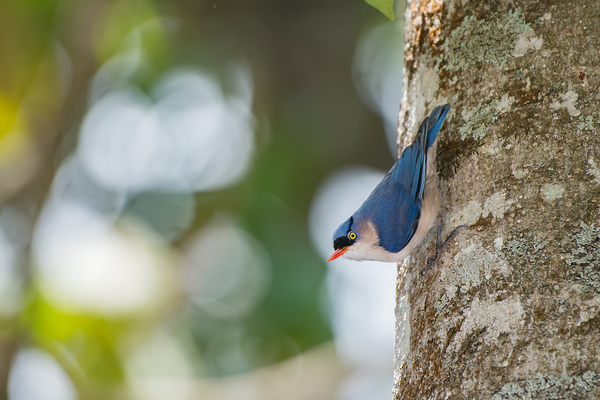 Velvet Nuthatch  by BEING ROY