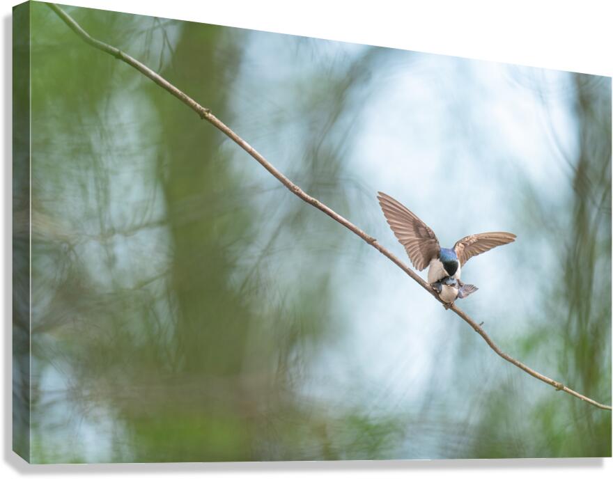 Tree Swallows Canvas Print