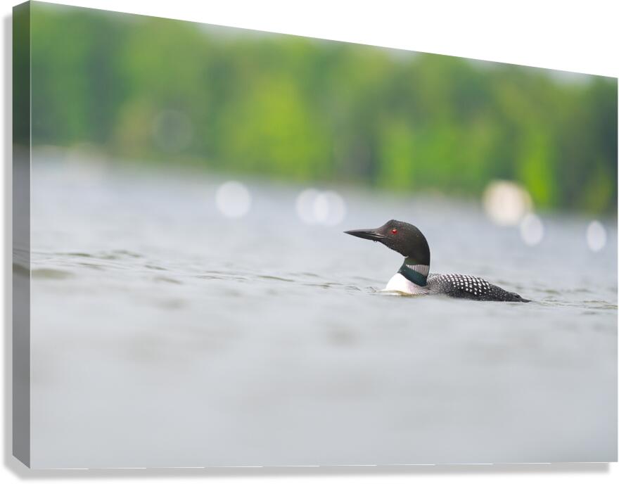 Common Loon Canvas Print