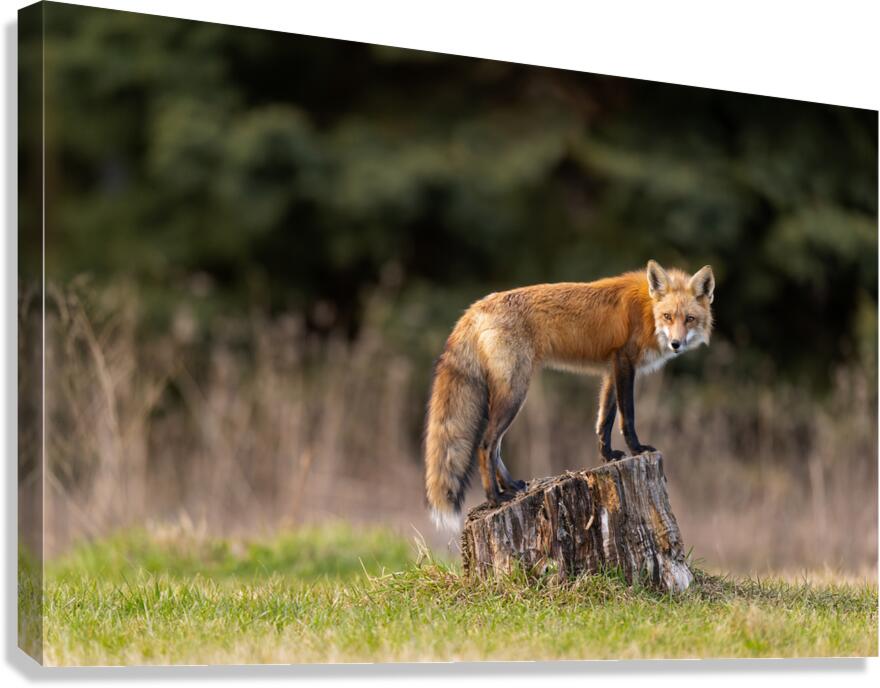 Provider and Protector  Canvas Print