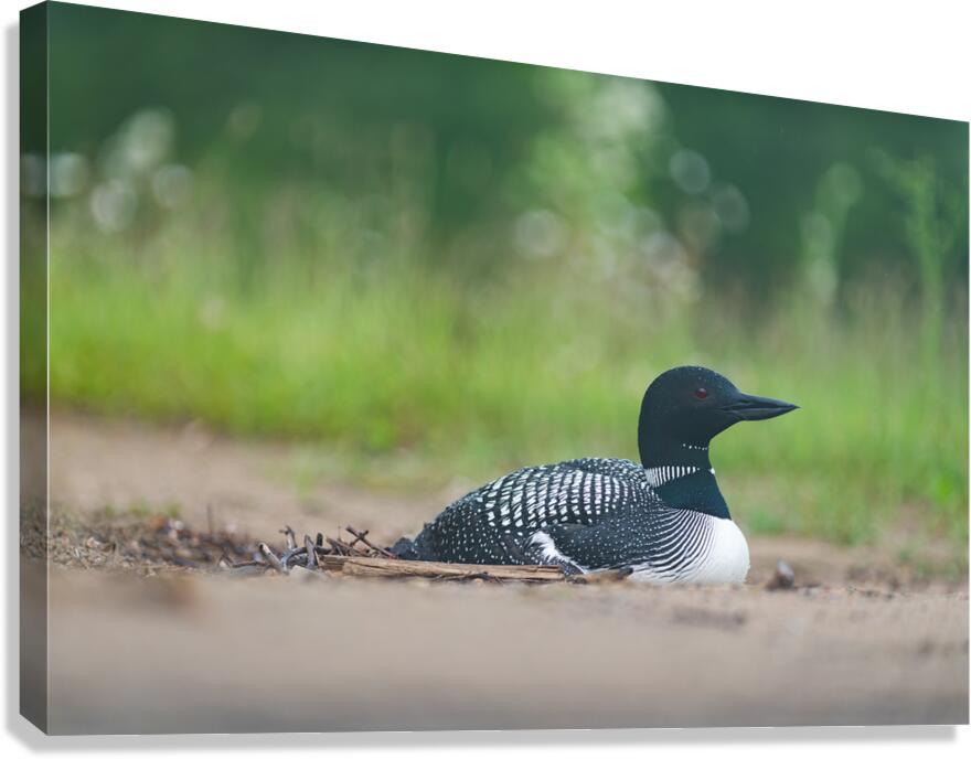 Common Loon  2 Canvas Print