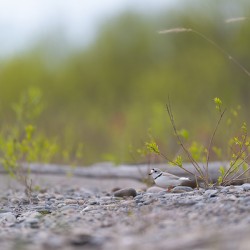 Piping Plover 