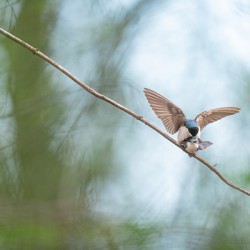 Tree Swallows