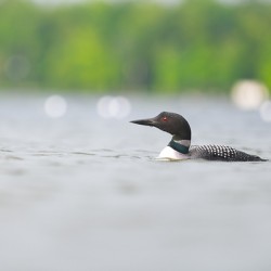 Common Loon