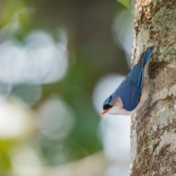 Velvet Nuthatch 