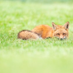 The Sleeping Fox