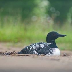 Common Loon  2